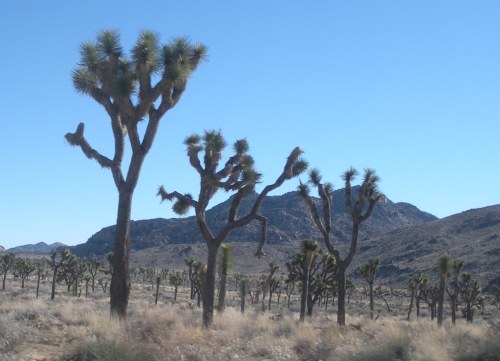 Joshua Trees